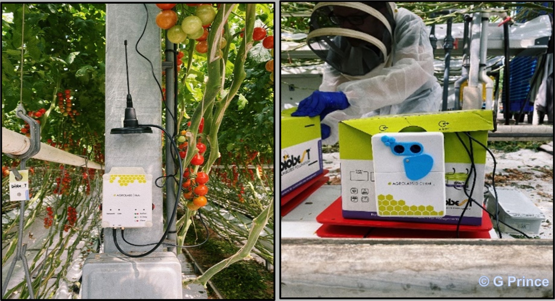 Agrolabs data relay located in glasshouse and Agrolab monitor attached to a hive